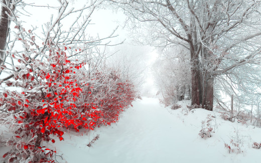 773281 (a): :2560x1600